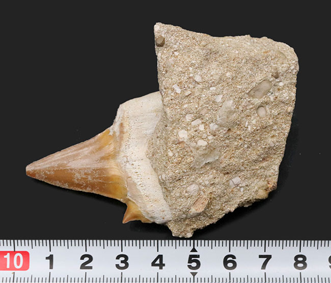 あのメガロドンの始祖！当時の食物連鎖の頂点に君臨していた巨大古代鮫、オトドゥス・オブリークス（Otodus obliquus）母岩付き標本（その7）