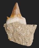 あのメガロドンの始祖！当時の食物連鎖の頂点に君臨していた巨大古代鮫、オトドゥス・オブリークス（Otodus obliquus）母岩付き標本