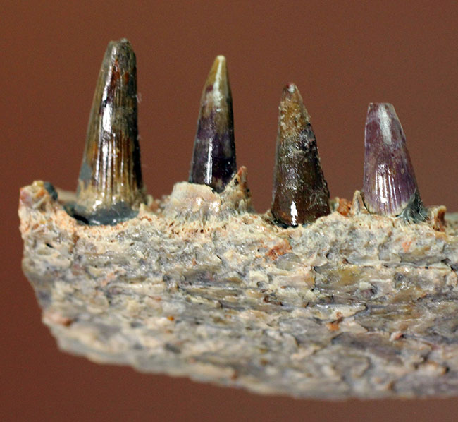 エクストリームレア!古生代ペルム紀(約2億8000万年前)に生息していた巨大な両生類、エリオプス(Eryops sp.)の顎化石(その1)