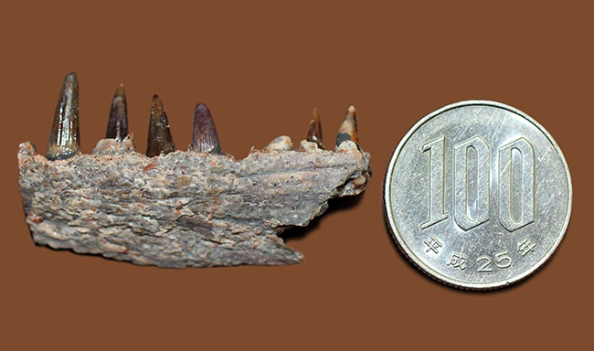 エクストリームレア！古生代ペルム紀（約２億８０００万年前）に生息していた巨大な両生類、エリオプス（Eryops sp.）の顎化石（その10）