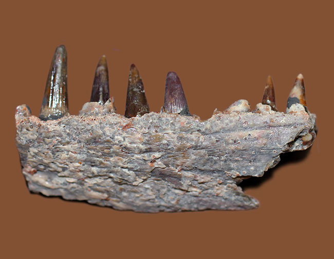 エクストリームレア!古生代ペルム紀(約2億8000万年前)に生息していた巨大な両生類、エリオプス(Eryops sp.)の顎化石(その2)
