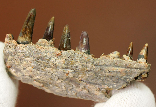 エクストリームレア!古生代ペルム紀(約2億8000万年前)に生息していた巨大な両生類、エリオプス(Eryops sp.)の顎化石(その3)
