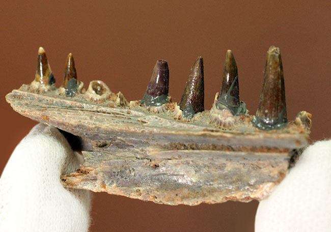 エクストリームレア!古生代ペルム紀(約2億8000万年前)に生息していた巨大な両生類、エリオプス(Eryops sp.)の顎化石(その4)