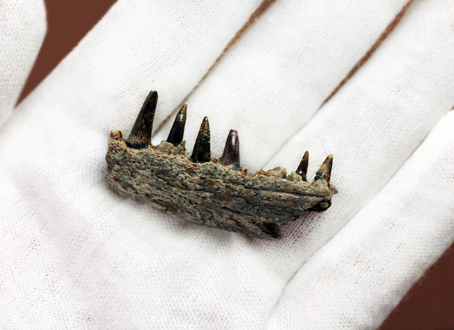 エクストリームレア!古生代ペルム紀(約2億8000万年前)に生息していた巨大な両生類、エリオプス(Eryops sp.)の顎化石(その5)