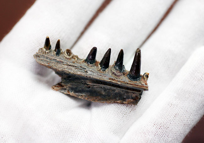 エクストリームレア!古生代ペルム紀(約2億8000万年前)に生息していた巨大な両生類、エリオプス(Eryops sp.)の顎化石(その7)