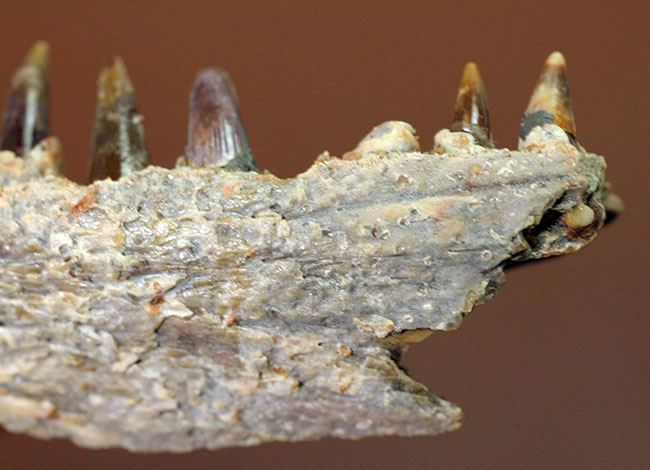 エクストリームレア!古生代ペルム紀(約2億8000万年前)に生息していた巨大な両生類、エリオプス(Eryops sp.)の顎化石(その9)