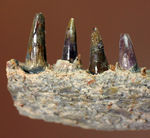 エクストリームレア！古生代ペルム紀（約２億８０００万年前）に生息していた巨大な両生類、エリオプス（Eryops sp.）の顎化石