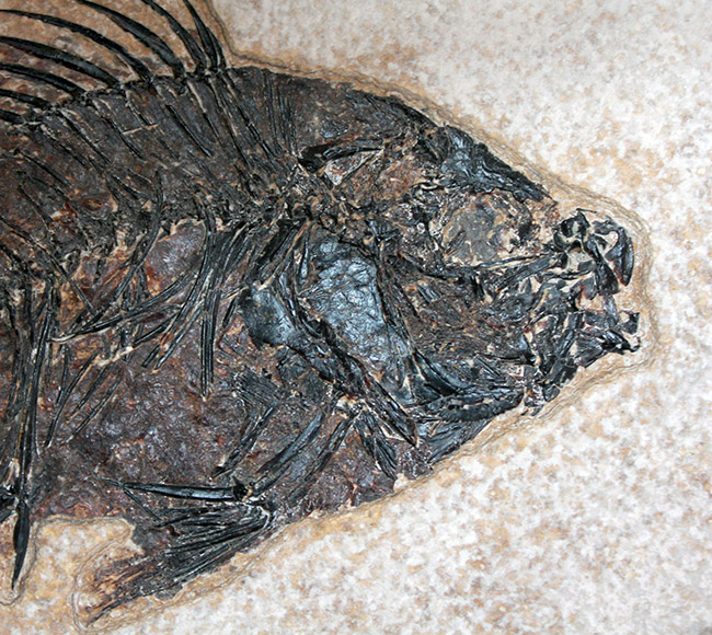 ８３センチ、これぞ博物館級。パーフェクトな保存状態を示す古代魚ディプロミスタスとプリスカカラ二体が鎮座した額装化石。（その10）