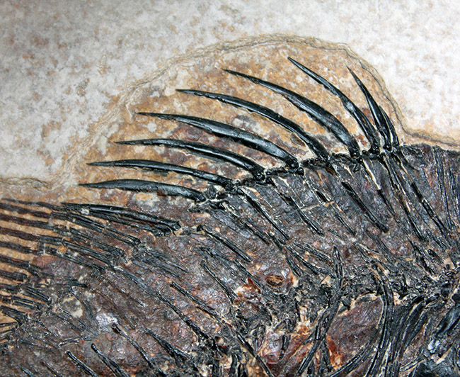 化石魚プリスカカラ壁掛額入り