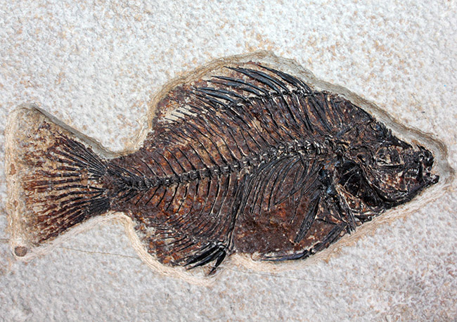 ８３センチ、これぞ博物館級。パーフェクトな保存状態を示す古代魚ディプロミスタスとプリスカカラ二体が鎮座した額装化石。（その13）