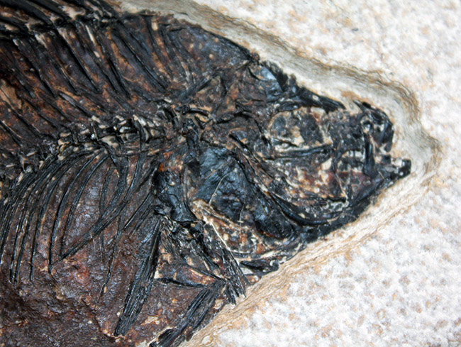 ８３センチ、これぞ博物館級。パーフェクトな保存状態を示す古代魚ディプロミスタスとプリスカカラ二体が鎮座した額装化石。（その14）