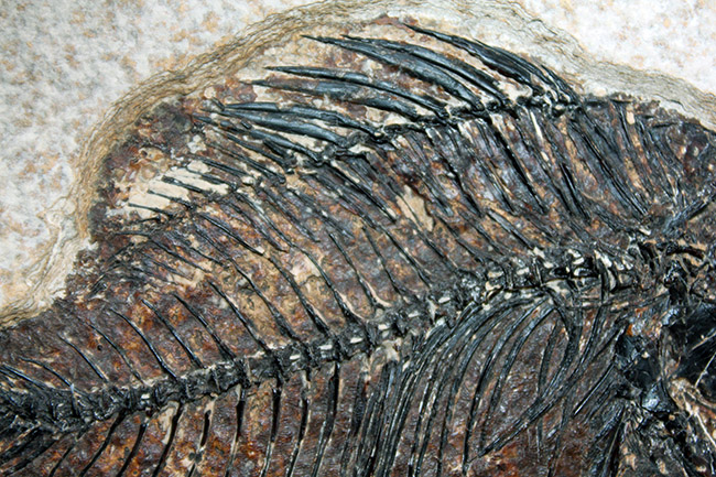 ８３センチ、これぞ博物館級。パーフェクトな保存状態を示す古代魚ディプロミスタスとプリスカカラ二体が鎮座した額装化石。（その15）