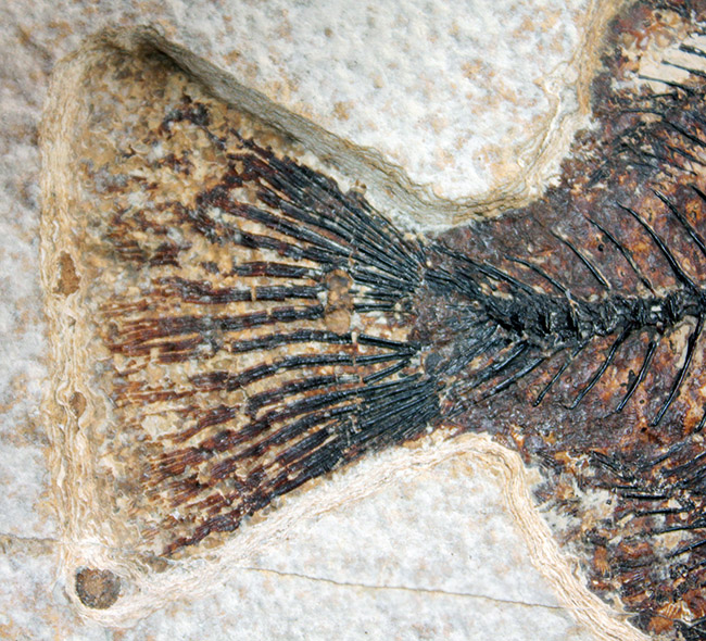 83センチ、これぞ博物館級。パーフェクトな保存状態を示す古代魚ディ
