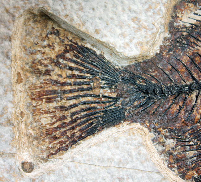 ８３センチ、これぞ博物館級。パーフェクトな保存状態を示す古代魚ディプロミスタスとプリスカカラ二体が鎮座した額装化石。（その17）