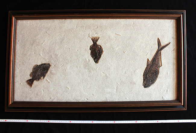 ８３センチ、これぞ博物館級。パーフェクトな保存状態を示す古代魚ディプロミスタスとプリスカカラ二体が鎮座した額装化石。（その20）