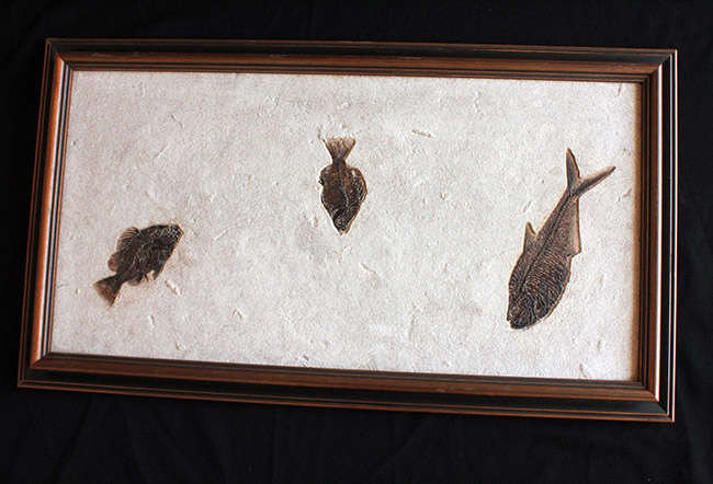 ８３センチ、これぞ博物館級。パーフェクトな保存状態を示す古代魚ディプロミスタスとプリスカカラ二体が鎮座した額装化石。（その3）