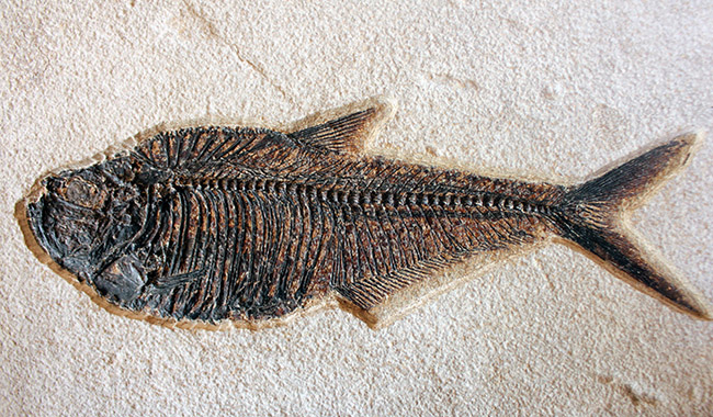 ８３センチ、これぞ博物館級。パーフェクトな保存状態を示す古代魚ディプロミスタスとプリスカカラ二体が鎮座した額装化石。（その4）