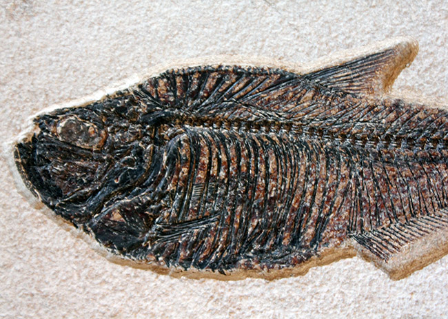 ８３センチ、これぞ博物館級。パーフェクトな保存状態を示す古代魚ディプロミスタスとプリスカカラ二体が鎮座した額装化石。（その5）