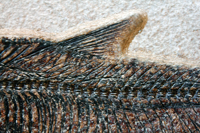 ８３センチ、これぞ博物館級。パーフェクトな保存状態を示す古代魚ディプロミスタスとプリスカカラ二体が鎮座した額装化石。（その6）
