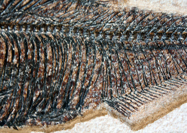 ８３センチ、これぞ博物館級。パーフェクトな保存状態を示す古代魚ディプロミスタスとプリスカカラ二体が鎮座した額装化石。（その7）