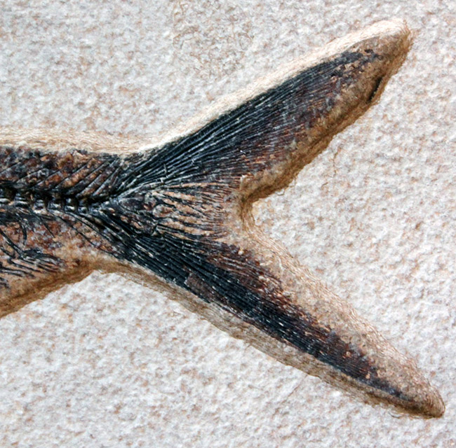 ８３センチ、これぞ博物館級。パーフェクトな保存状態を示す古代魚ディプロミスタスとプリスカカラ二体が鎮座した額装化石。（その8）