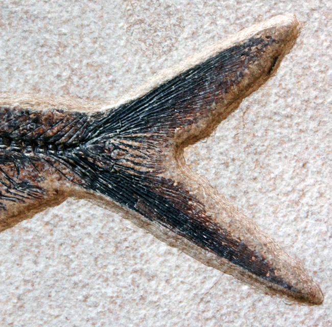 83センチ、これぞ博物館級。パーフェクトな保存状態を示す古代魚ディ