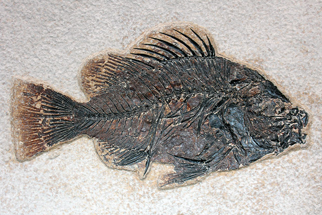 ８３センチ、これぞ博物館級。パーフェクトな保存状態を示す古代魚ディプロミスタスとプリスカカラ二体が鎮座した額装化石。（その9）