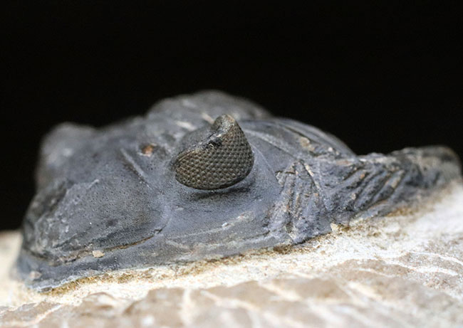 左側の複眼保存状態にご注目ください！モロッコ産のデボン紀の三葉虫、メタカンティナ（Metacanthina）（その1）