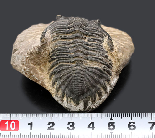 左側の複眼保存状態にご注目ください!モロッコ産のデボン紀の三葉虫、メタカンティナ(Metacanthina)(その10)
