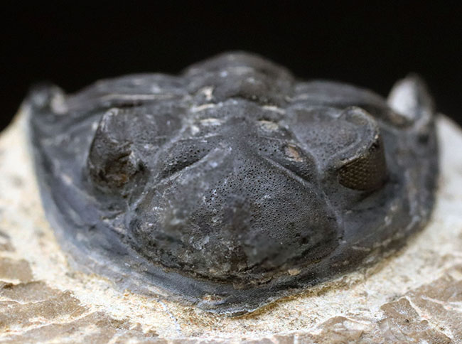 左側の複眼保存状態にご注目ください!モロッコ産のデボン紀の三葉虫、メタカンティナ(Metacanthina)(その11)