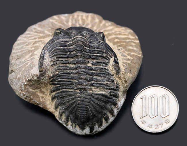 左側の複眼保存状態にご注目ください!モロッコ産のデボン紀の三葉虫、メタカンティナ(Metacanthina)(その12)