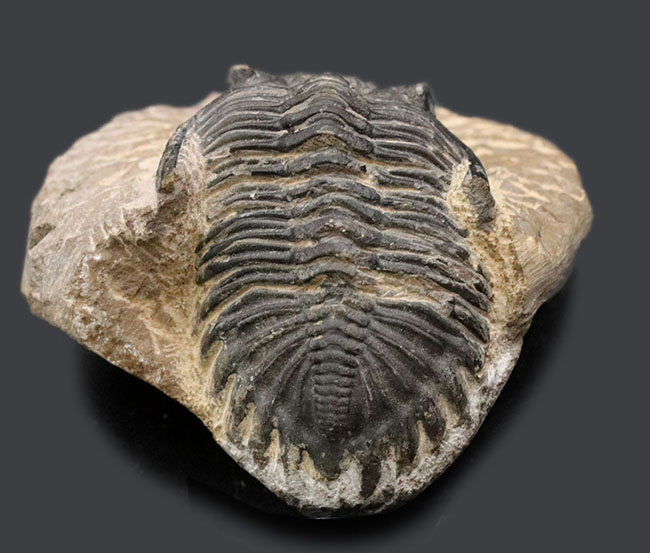 左側の複眼保存状態にご注目ください！モロッコ産のデボン紀の三葉虫、メタカンティナ（Metacanthina）（その2）