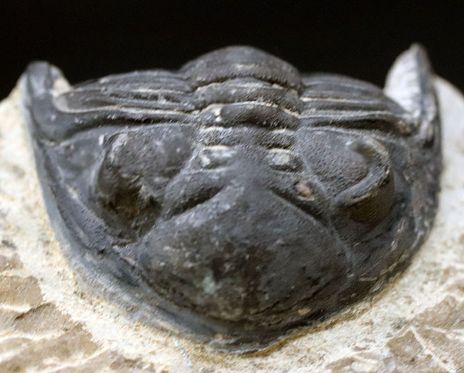 左側の複眼保存状態にご注目ください！モロッコ産のデボン紀の三葉虫、メタカンティナ（Metacanthina）（その3）