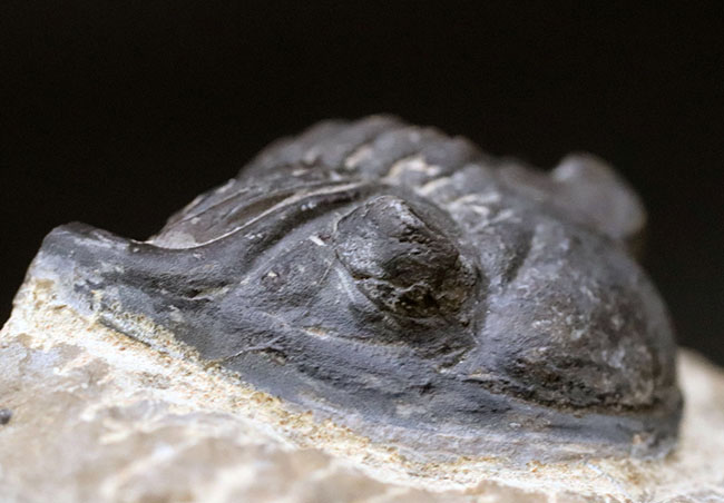 左側の複眼保存状態にご注目ください！モロッコ産のデボン紀の三葉虫、メタカンティナ（Metacanthina）（その4）