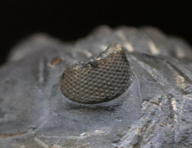 左側の複眼保存状態にご注目ください！モロッコ産のデボン紀の三葉虫、メタカンティナ（Metacanthina）（その5）