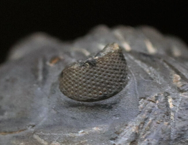 左側の複眼保存状態にご注目ください!モロッコ産のデボン紀の三葉虫、メタカンティナ(Metacanthina)(その5)