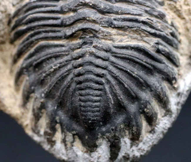 左側の複眼保存状態にご注目ください！モロッコ産のデボン紀の三葉虫、メタカンティナ（Metacanthina）（その7）
