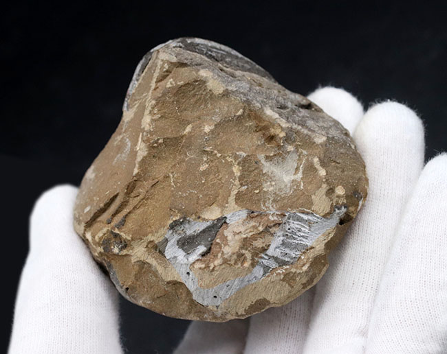 左側の複眼保存状態にご注目ください!モロッコ産のデボン紀の三葉虫、メタカンティナ(Metacanthina)(その9)