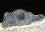 左側の複眼保存状態にご注目ください！モロッコ産のデボン紀の三葉虫、メタカンティナ（Metacanthina）