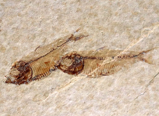 大判標本！米国ワイオミング州産、５体のゴシウテクティス（Gosiutichthys）が見られる上質マルチプレート化石（その1）