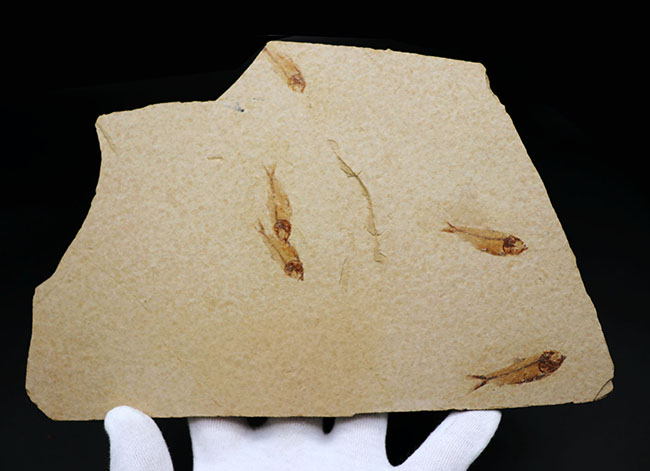 大判標本！米国ワイオミング州産、５体のゴシウテクティス（Gosiutichthys）が見られる上質マルチプレート化石（その2）