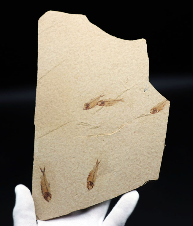 大判標本！米国ワイオミング州産、５体のゴシウテクティス（Gosiutichthys）が見られる上質マルチプレート化石（その3）