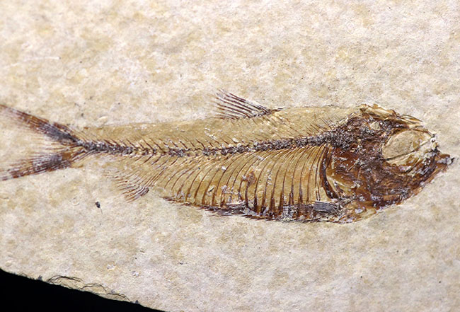 大判標本！米国ワイオミング州産、５体のゴシウテクティス（Gosiutichthys）が見られる上質マルチプレート化石（その4）