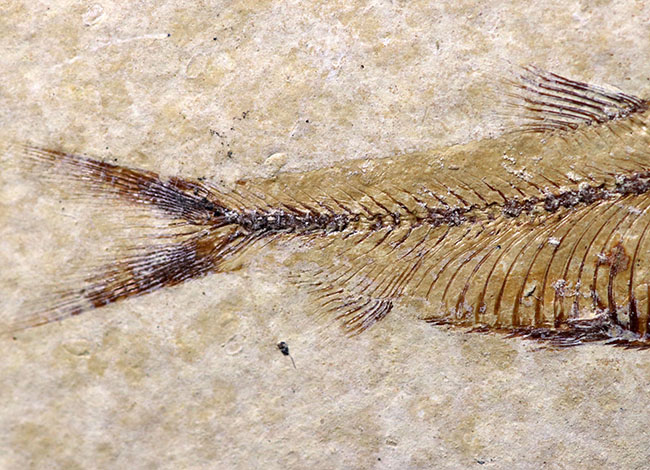 大判標本！米国ワイオミング州産、５体のゴシウテクティス（Gosiutichthys）が見られる上質マルチプレート化石（その6）
