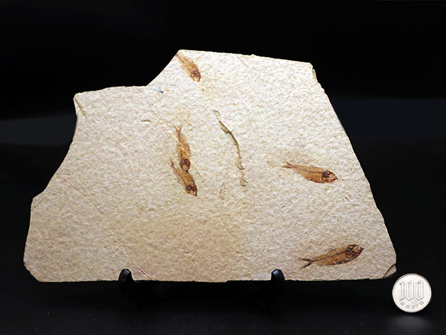 大判標本！米国ワイオミング州産、５体のゴシウテクティス（Gosiutichthys）が見られる上質マルチプレート化石（その8）