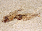大判標本！米国ワイオミング州産、５体のゴシウテクティス（Gosiutichthys）が見られる上質マルチプレート化石