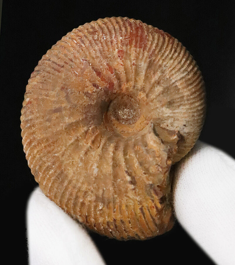 定番のクレオニセラスとは一線を画す、マダガスカル産の希少属ヒポフィロセラス（Hypophylloceras）（その2）