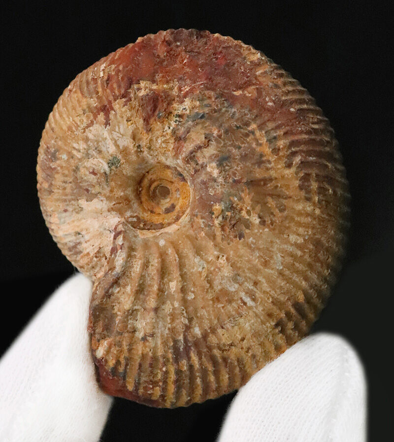 定番のクレオニセラスとは一線を画す、マダガスカル産の希少属ヒポフィロセラス（Hypophylloceras）（その3）