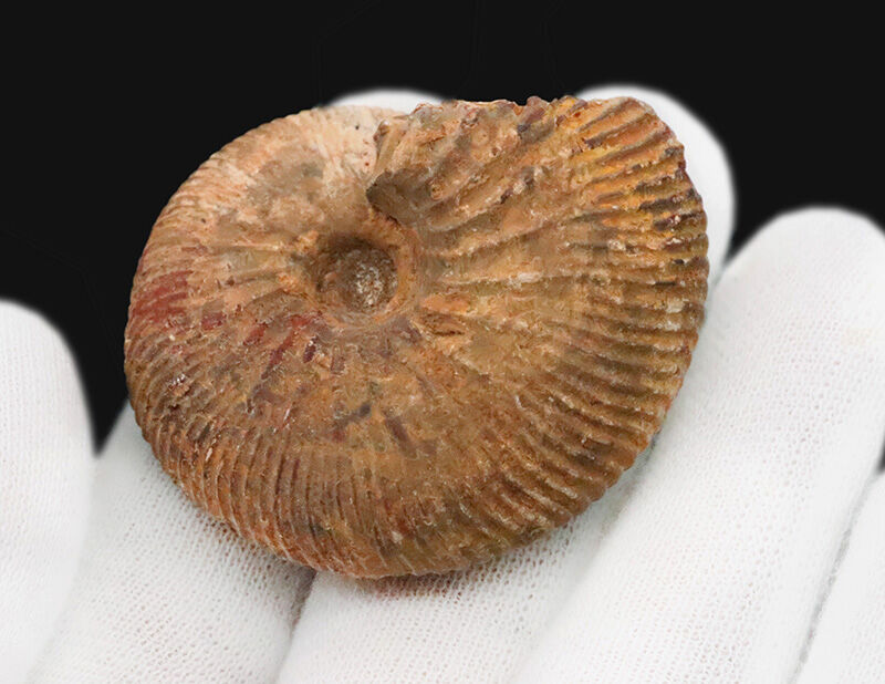 定番のクレオニセラスとは一線を画す、マダガスカル産の希少属ヒポフィロセラス（Hypophylloceras）（その5）