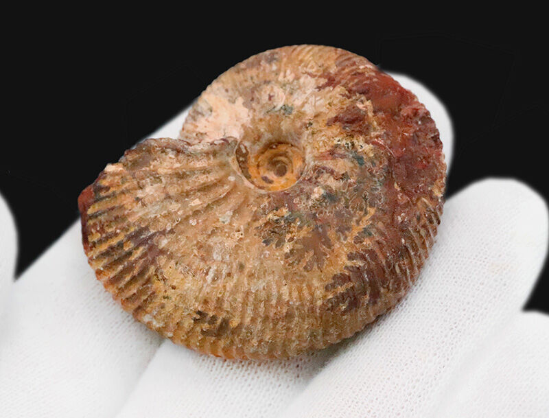 定番のクレオニセラスとは一線を画す、マダガスカル産の希少属ヒポフィロセラス（Hypophylloceras）（その6）